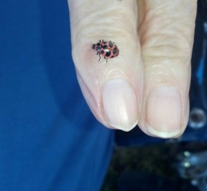 ladybug-1